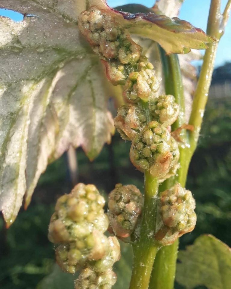 bourgeon-vigne-chateau-roc-de-levraut-ballarin-sauveterre-guyenne
