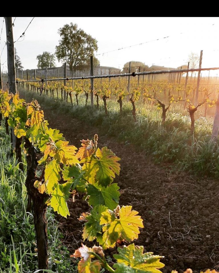 vigne-vin-rouge-bordeaux-chateau-roc-de-levraut-ballarin-sauveterre-guyenne
